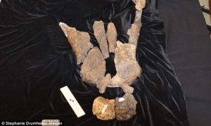 Scientists identify new 'top predator' prehistoric crocodile