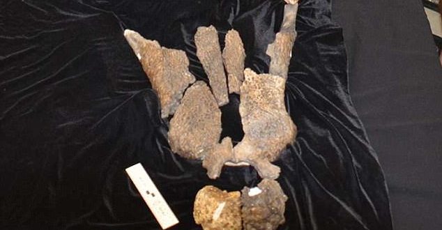 Scientists identify new ‘top predator’ prehistoric crocodile