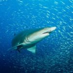 Sharks and rays live a lot longer than we thought, says new research