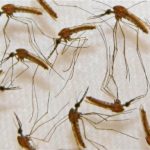 'Super malaria' spreading through SE Asia, scientists warn