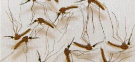 'Super malaria' spreading through SE Asia, scientists warn