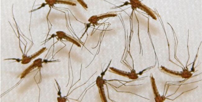 ‘Super malaria’ spreading through SE Asia, scientists warn
