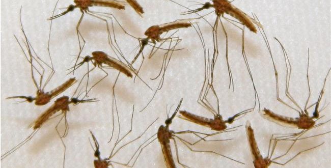 'Super malaria' spreading through SE Asia, scientists warn