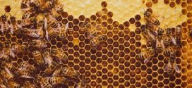 75 percent of World's Honey Laced With Pesticides