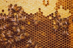 75 percent of World's Honey Laced With Pesticides