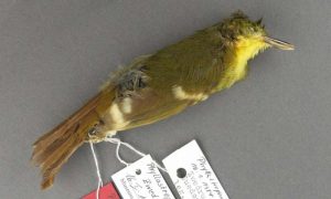 Elusive songbird may never have actually existed, finds new research