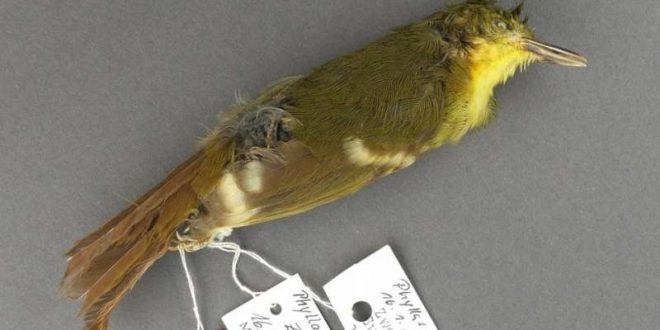 Elusive songbird may never have actually existed, finds new research