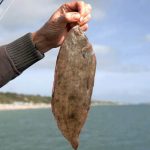 Fisherman almost dies after Dover sole jumps down his throat