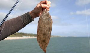 Fisherman almost dies after Dover sole jumps down his throat