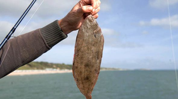Fisherman almost dies after Dover sole jumps down his throat