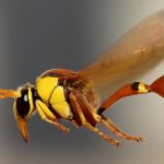 Flying insect biomass decreased by 75 percent over 27 years (research)