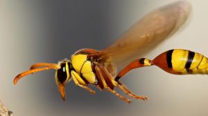 Flying insect biomass decreased by 75 percent over 27 years (research)
