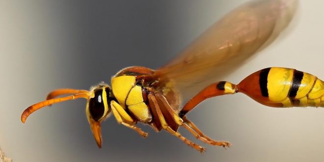 Flying insect biomass decreased by 75 percent over 27 years (research)