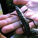 Gigantic “Tree Lobsters” Not Extinct After All, Says New Study