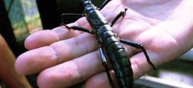 Gigantic “Tree Lobsters” Not Extinct After All, Says New Study