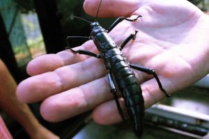 Gigantic “Tree Lobsters” Not Extinct After All, Says New Study