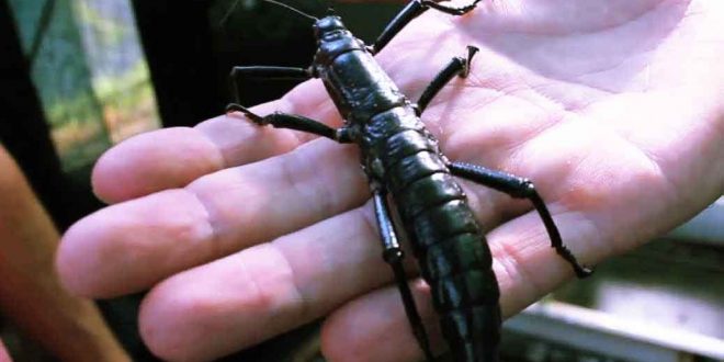 Gigantic “Tree Lobsters” Not Extinct After All, Says New Study