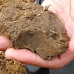 Global warming could let soil release more carbon into air, says new research