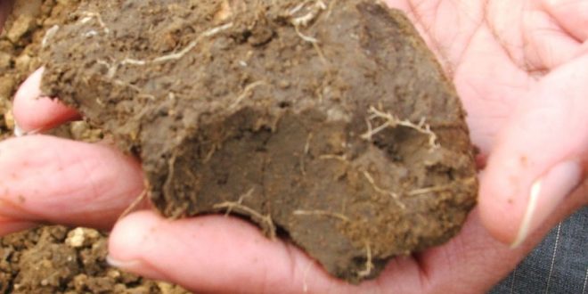 Global warming could let soil release more carbon into air, says new study