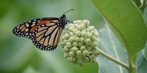 How Milkweeds Can Save Monarch Butterflies