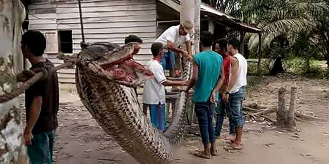 Indonesian Man survives fight with 23ft python (Photo)