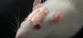 Innate Social Behaviors in the Mouse Brain, Says New Study