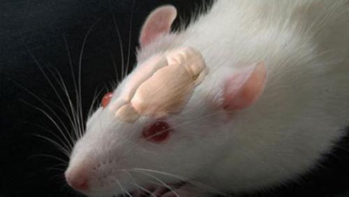 Innate Social Behaviors in the Mouse Brain, Says New Study