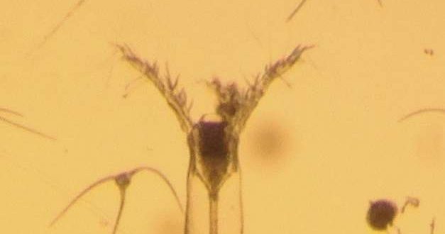 Monstrilloida: Monster discovered in Arctic Ocean