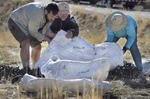 Nearly Complete Tyrannosaur Fossil Discovered (Photo)