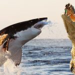 New Research Shows That Alligators Have Begun Eating Sharks