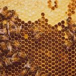 Pesticide traces found in 75 percent of world honey