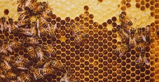 Pesticide traces found in 75 percent of world honey