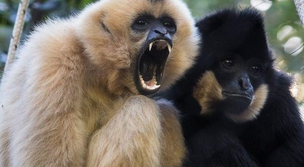The last common ancestor of humans was like a gibbon, finds new research
