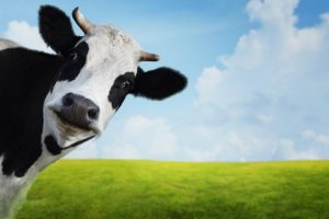 Researchers Underestimated How Bad Cow Farts Are