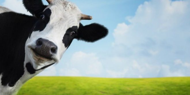 Researchers Underestimated How Bad Cow Farts Are