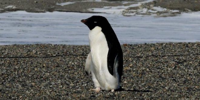 Scientists alarmed by mass Antarctic penguin chicks die-off