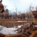 Study finds Pumas exhibiting behavior like social animals
