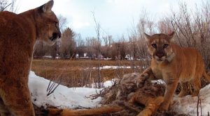 Study finds Pumas exhibiting behavior like social animals