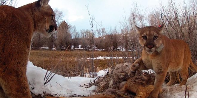 Study finds Pumas exhibiting behavior like social animals