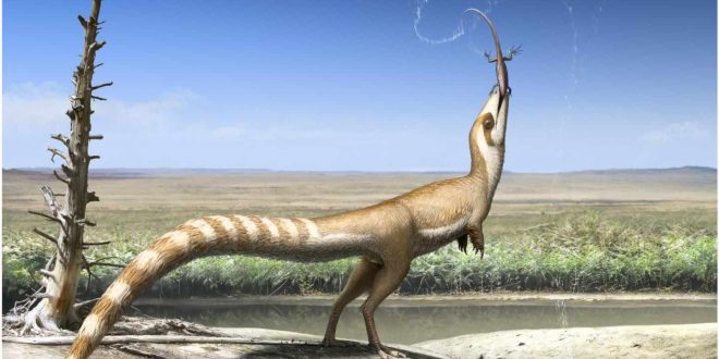 This Dinosaur Had a ‘Bandit Mask’ Like a Raccoon, Researchers Say