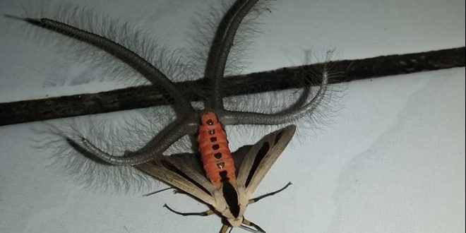 Video of bizarre and 'terrifying' creepy-crawly goes viral (Watch)