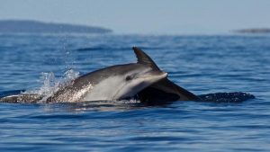 Whales & Dolphins Have Rich, 'Human-Like' Societies, says new research