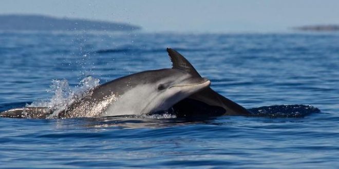 Whales & Dolphins Have Rich, ‘Human-Like’ Societies, says new research