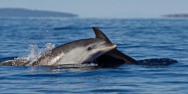 Whales & Dolphins Have Rich, 'Human-Like' Societies, says new research