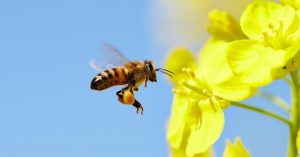 Bees can be left or right-handed like humans, says new study