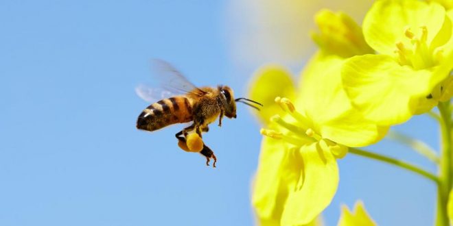 Bees can be left or right-handed like humans