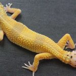 Cells driving gecko's ability to re-grow its tail identified, says new research