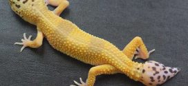 Cells driving gecko's ability to re-grow its tail identified, says new research