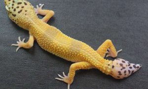Cells driving gecko's ability to re-grow its tail identified, says new research
