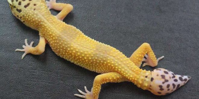 Cells driving gecko’s ability to re-grow its tail identified, says new research